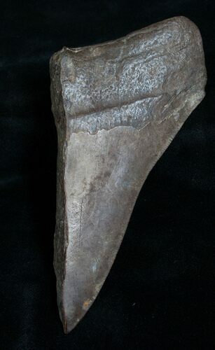 Half of a Inch Megalodon Tooth #4614